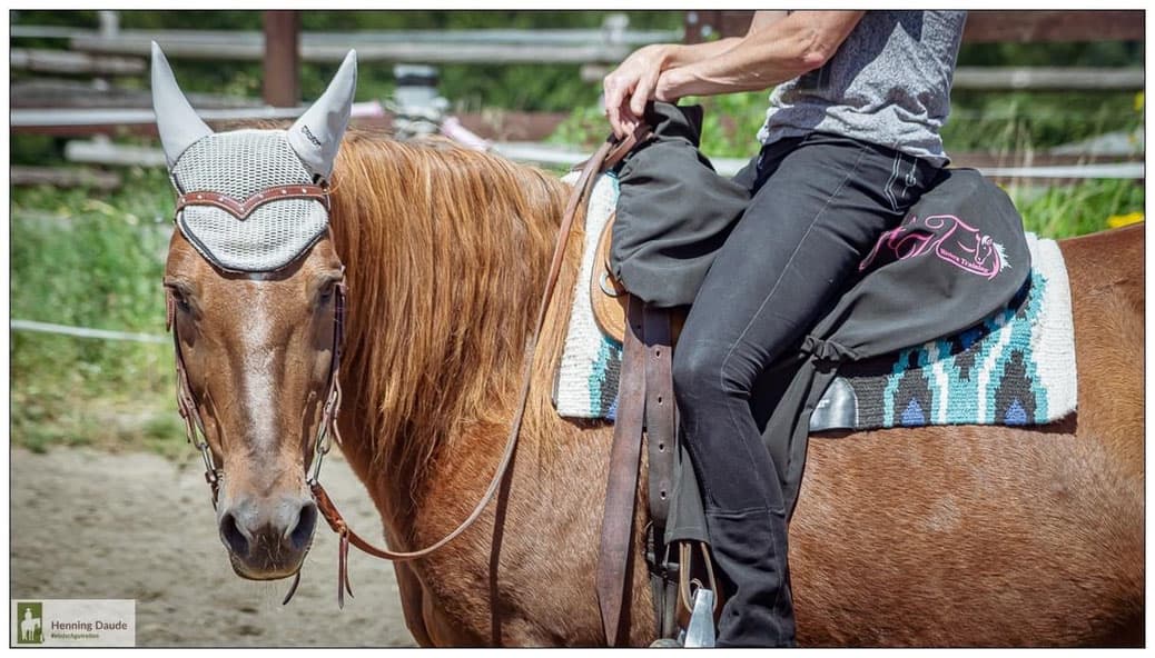 Whisky Drives Me Crazy — Warmblutstute