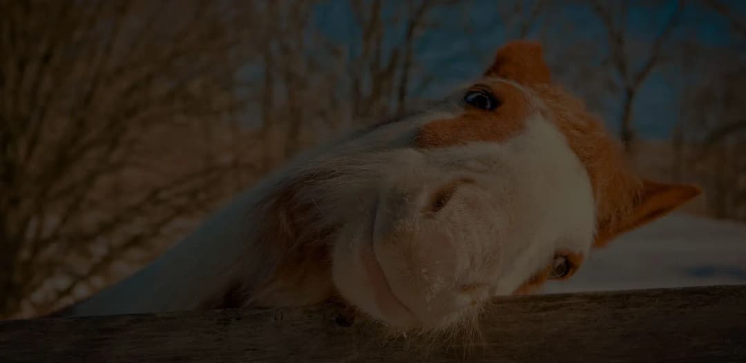 Pferd im winterlichen Auslauf