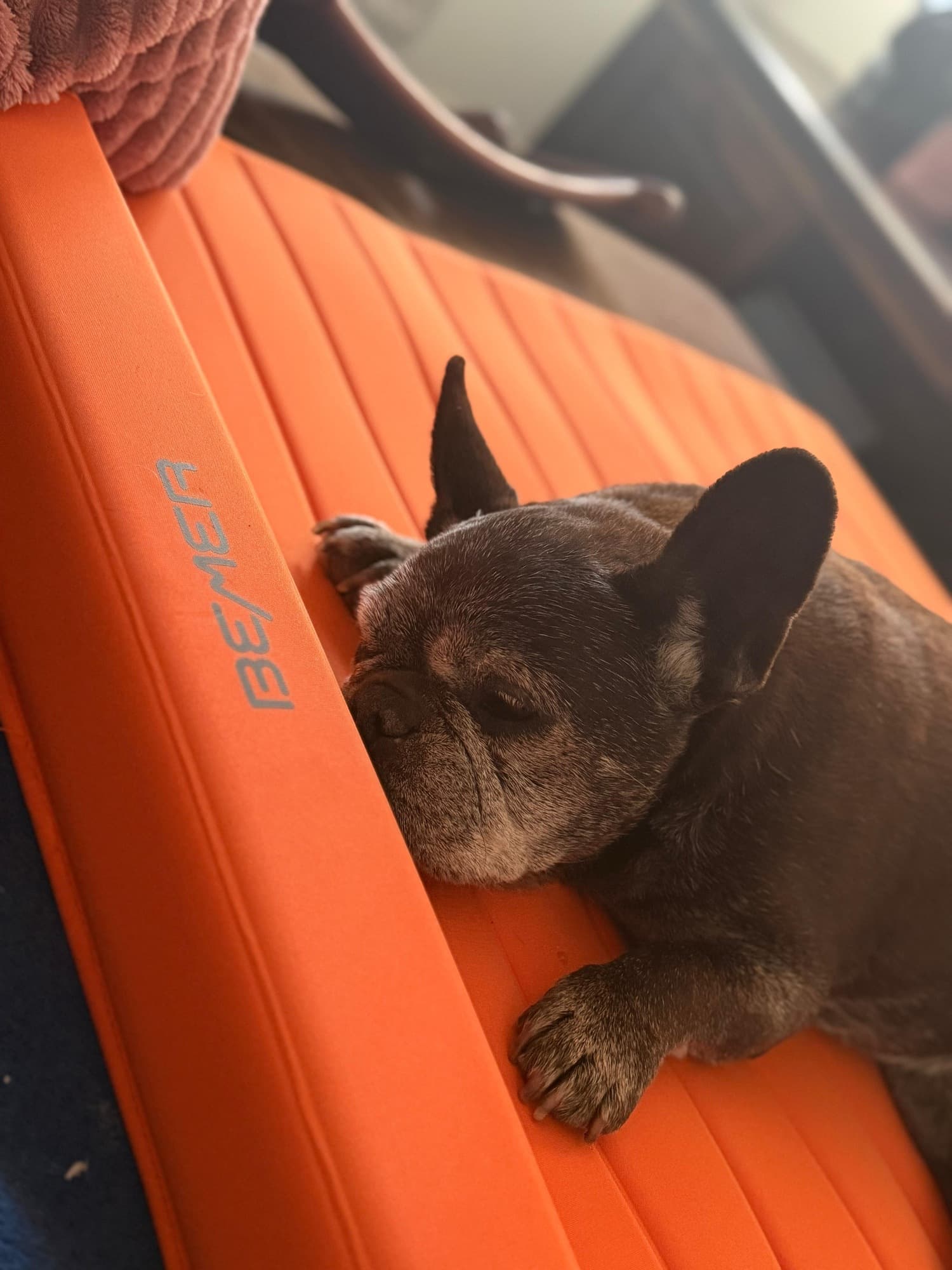 Französische Bulldogge auf BEMER-Matte
