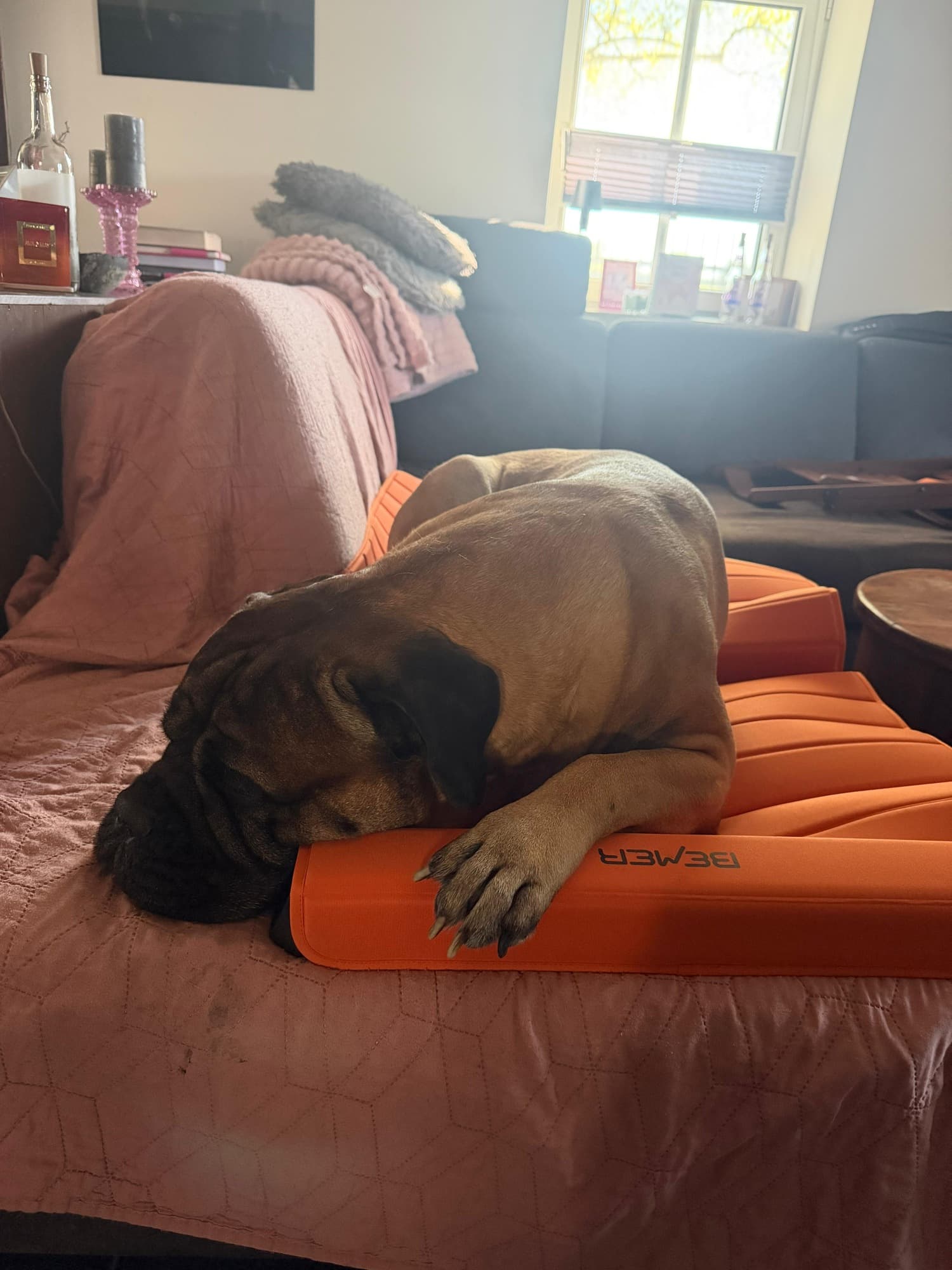 Großer Hund entspannt auf BEMER-Matte