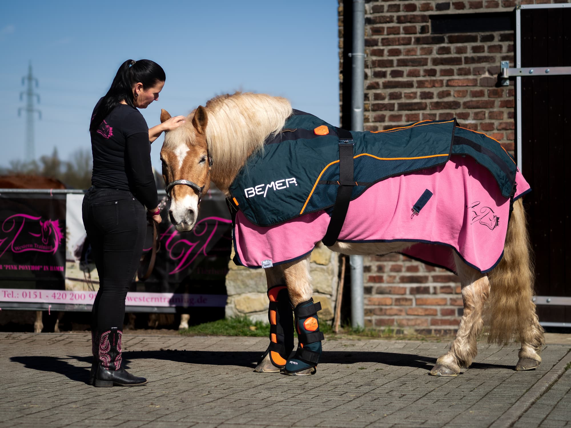 BEMER-Anwendung an einem Haflinger