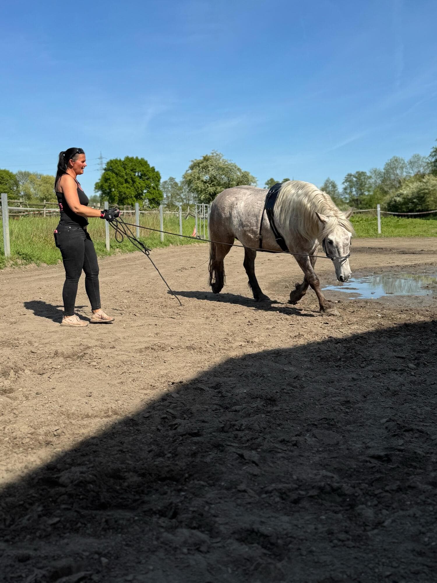 Bodenarbeit auf dem Roundpen