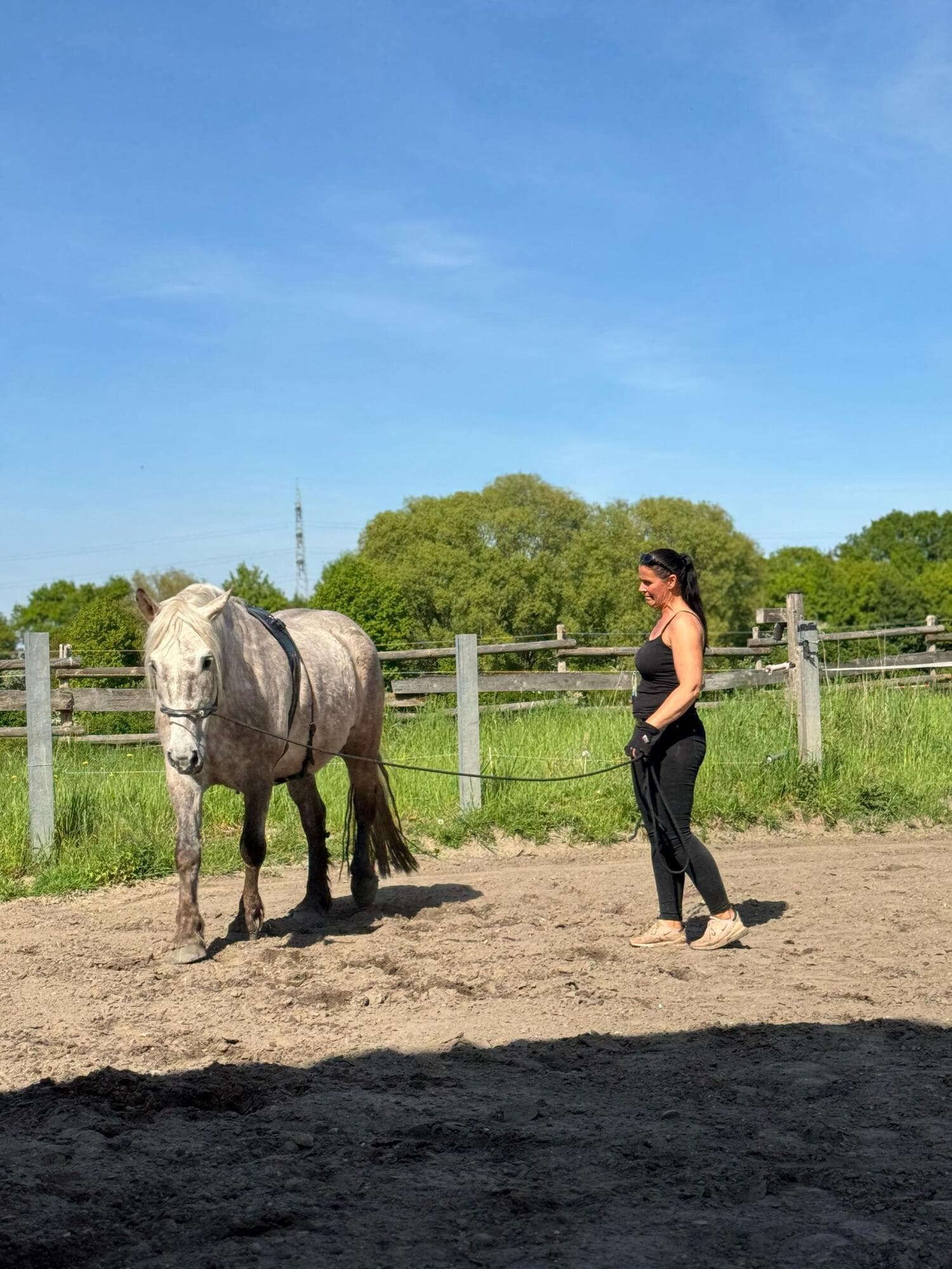 Pferd im Schritt mit Bodyforming-Set