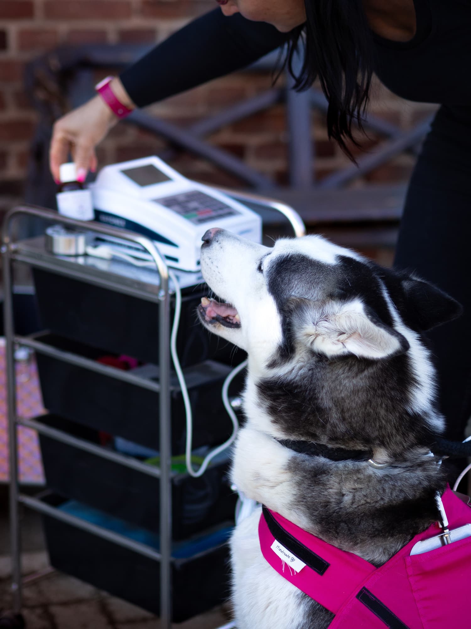 Hund während einer Bioresonanz-Sitzung