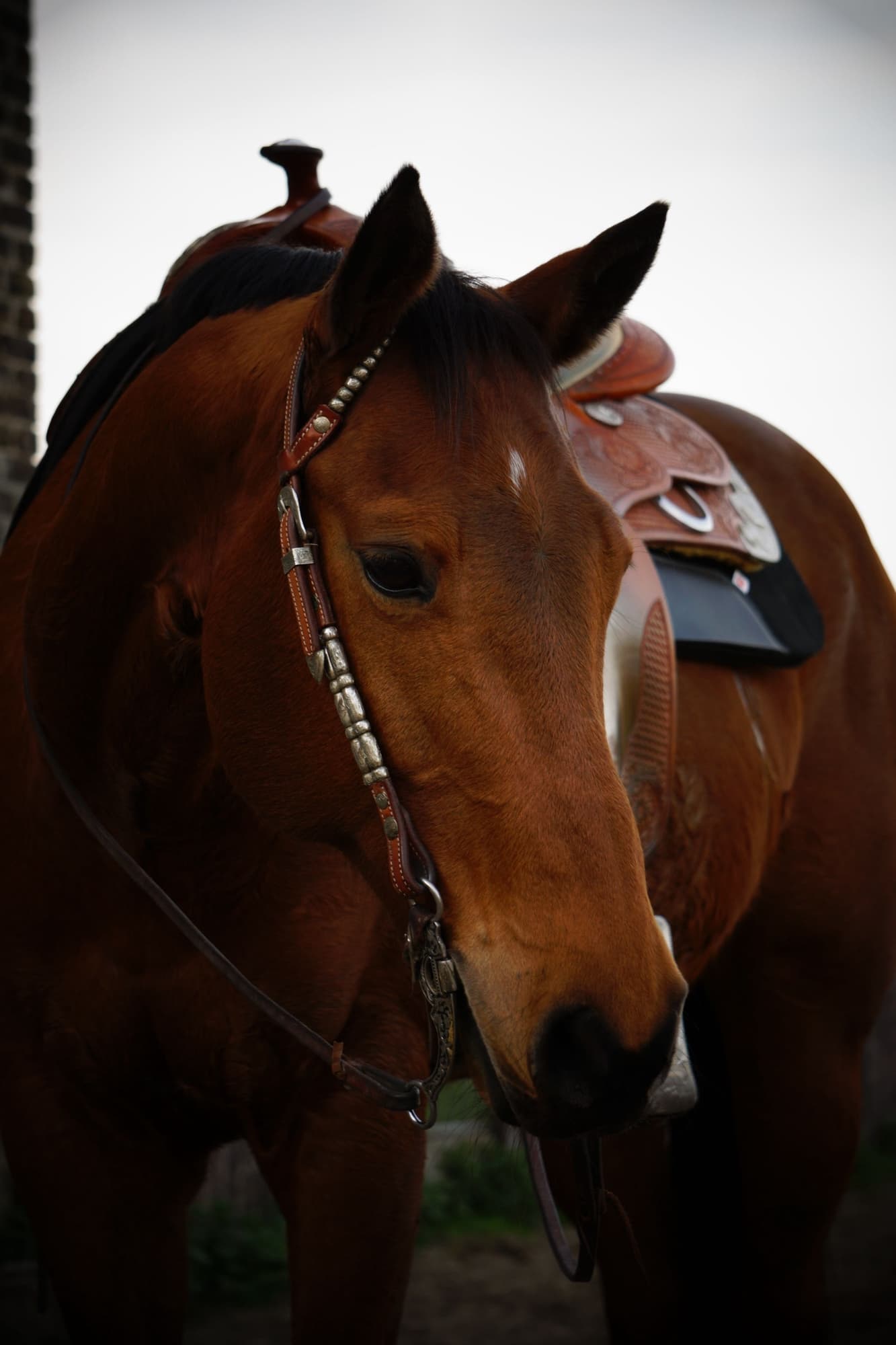 Quarter Horse mit Westernsattel