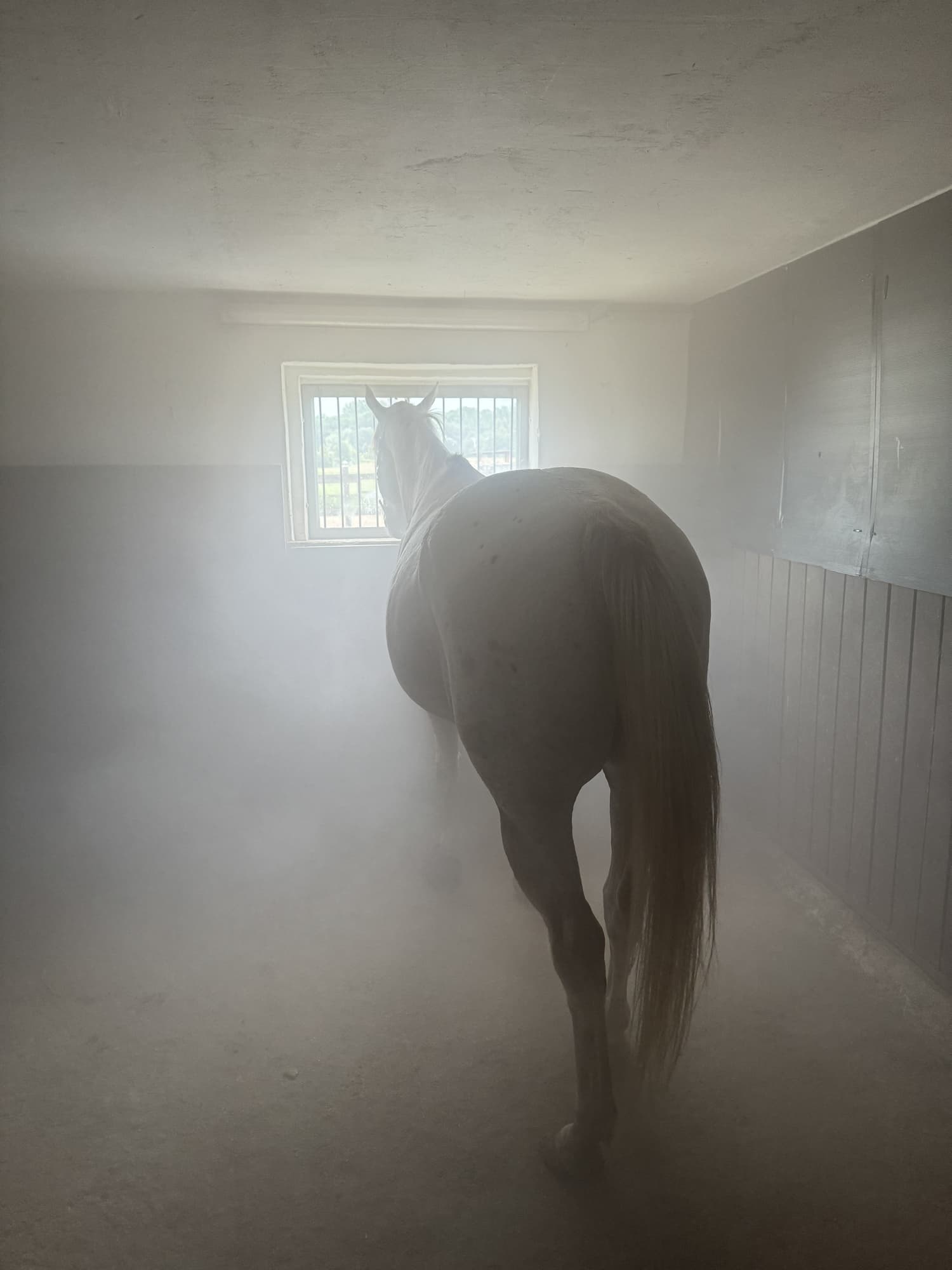 Pferd in der Sole-Inhalationsbox