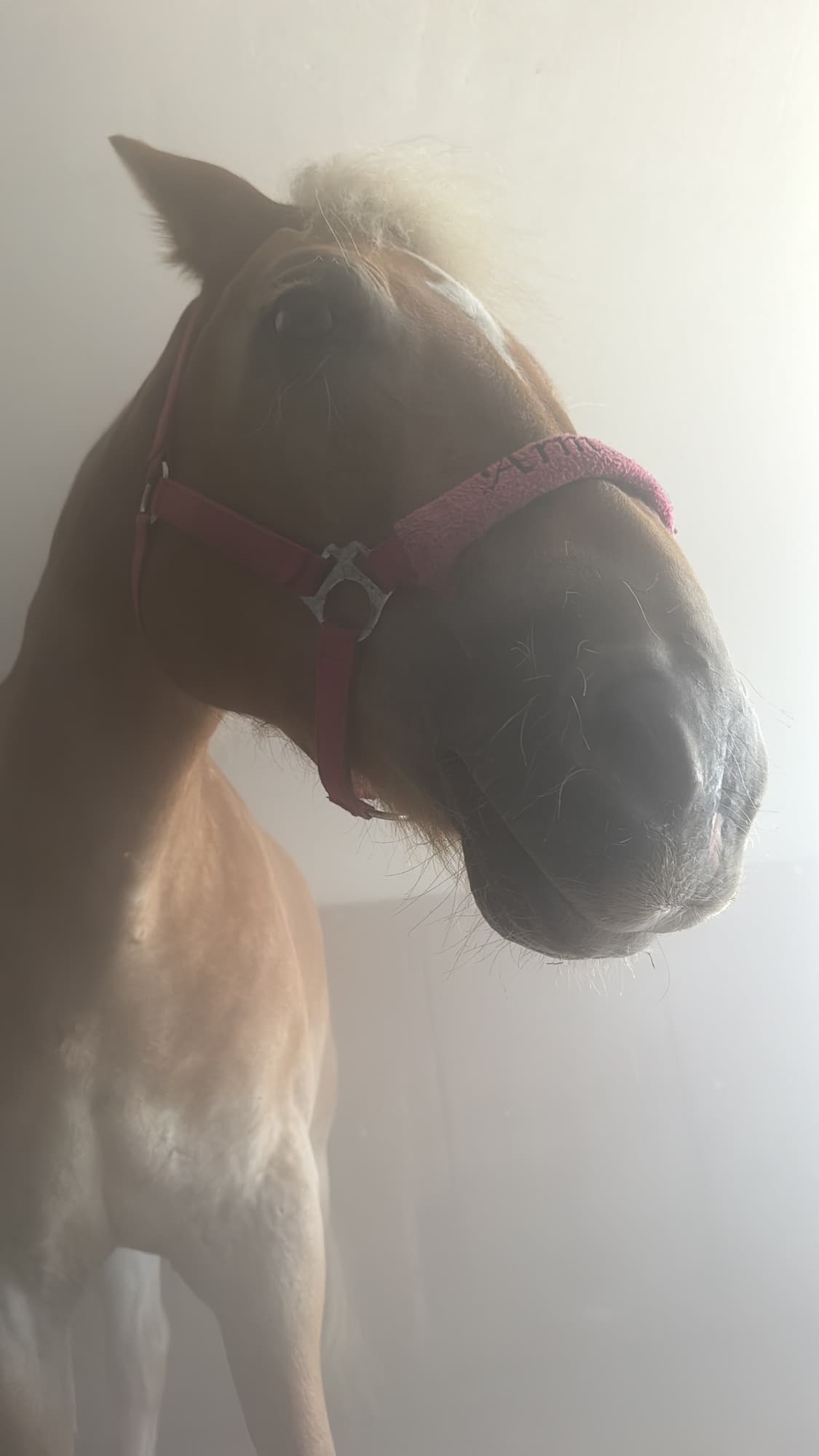 Haflinger mit Pink-Halfter in der Sole-Box