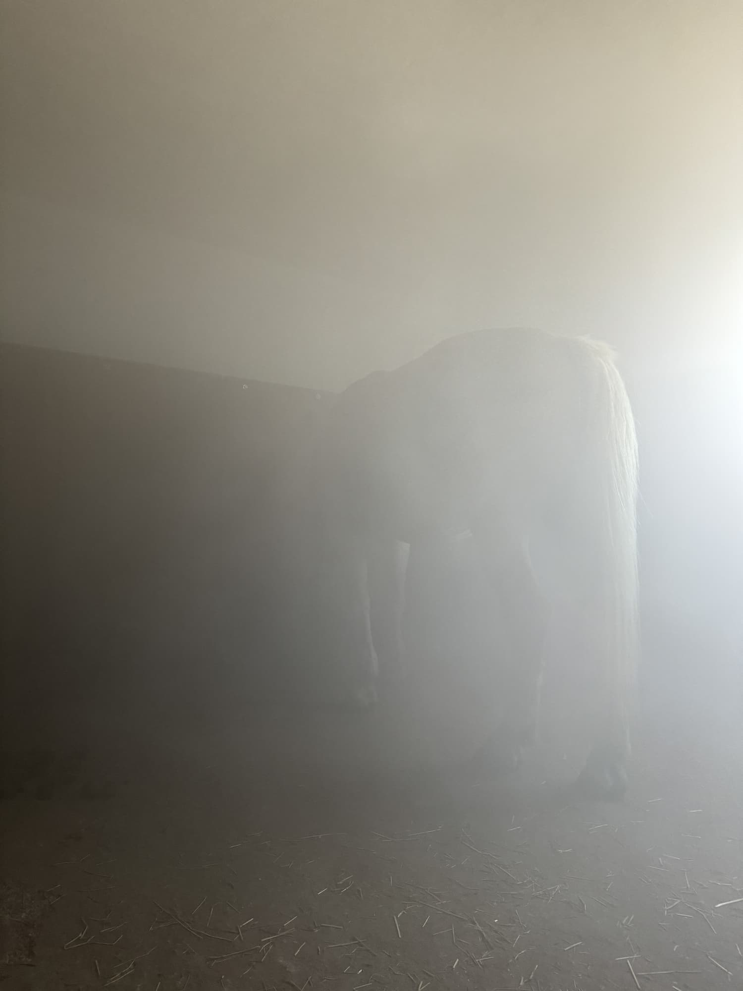 Pferd im Sole-Nebel